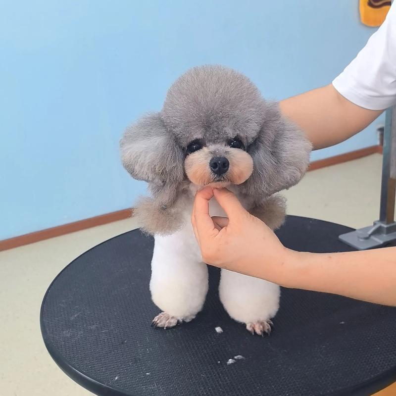 宠物玩具：陪伴宝贝的趣味之旅