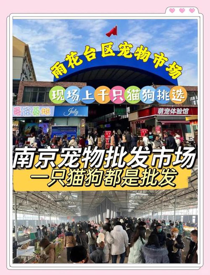 宠物商城：连接爱与快乐的新桥梁